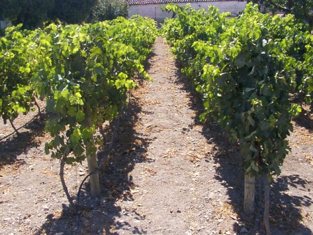 Vineyards 